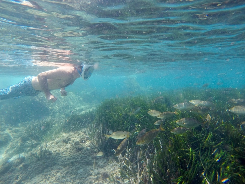 Mejores SPOT Para Hacer Snorkel En Alicante Los Mejores Sitios Para